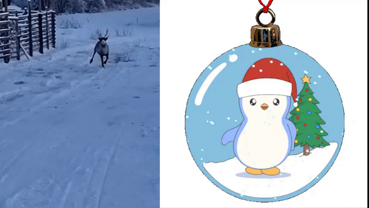 2025-12-21 Run Rudolph Run 2025-12-21 Run Rudolph Run